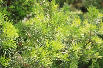Fir tree branch or Christmas tree branch