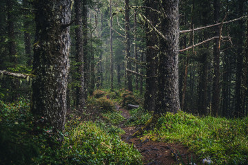 Fototapeta na wymiar Lush forest trail.