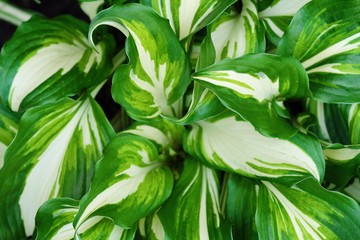 Fototapeta premium Beautiful fern with white green leaves view