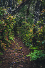 Lush forest path.
