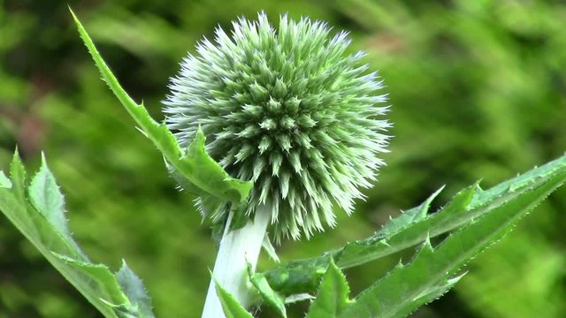 Echinops in the garden - macro 