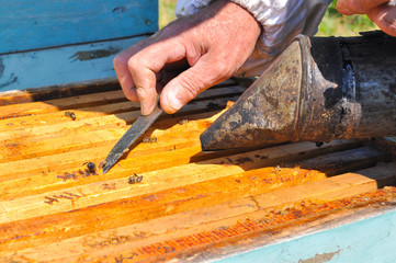 Beekeeper is working with bees and beehives on the apiary. Beekeeper with smoker controlling beehive and comb frame