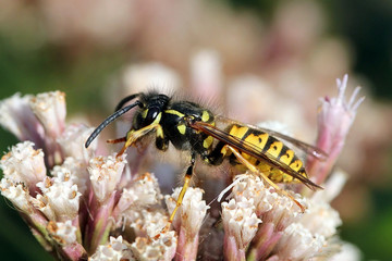 European common wasp (Vespula Vulgaris) feeding on a hemp agrimony flower.