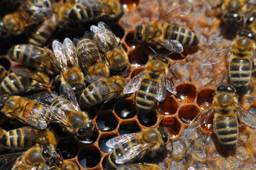 Honey bees in a beehive on honeycomb. Close up of honey bee in honeycomb. Swarm of bee worker in a beehive
