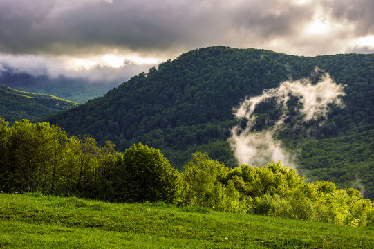 forest on hillside at cloudy sunrise in mountains