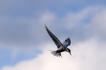 Common tern hovering in search of fish prey against cloudy blue skies