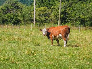 Fototapeta na wymiar Brown cow grazing on the grass field