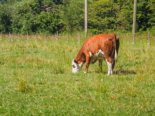 Brown cow grazing on the grass field