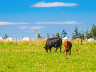 Naklejka na ściany i meble Two cows grazing on the grass field