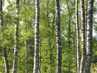 Birkenbäume mit schwarz-weißer Rinde und grünen Blättern