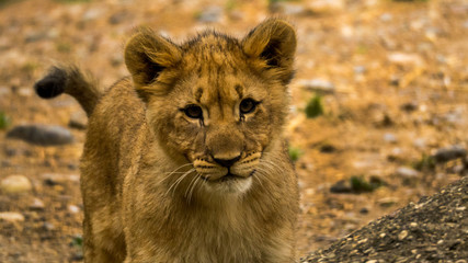 Obraz premium portrait von jungem Löwen