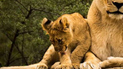 junger löwe mit rausgestreckterzunge