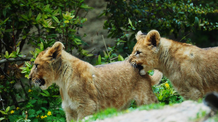 Zwei junge löwen