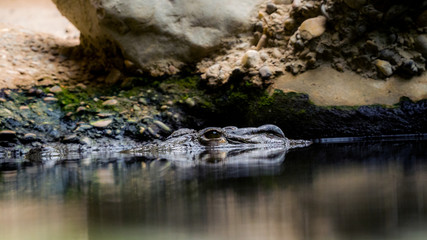 Fototapeta na wymiar krokodil