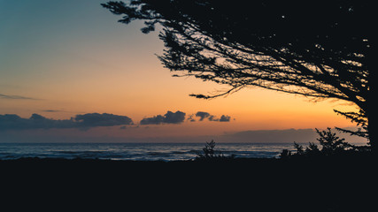 Silhouetted trees at sunset.