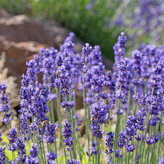 Echter Lavendel,  Lavandula