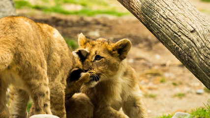 junge löwen nahaufnahme