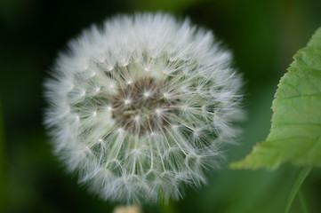 White dandelion bud with seeds close-up