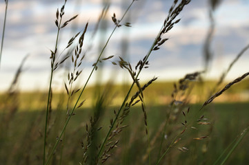 Fototapeta premium Grain for commercial purpose