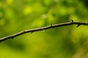 A beautiful, tranquil rain drops on a branch of an alder tree in a forest. Fresh, natural look.