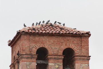 palomos en el tejado