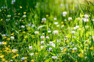 midsummer countryside meadow with flowers