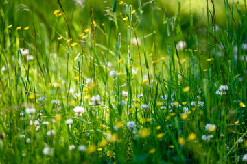 midsummer countryside meadow with flowers