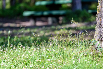 midsummer countryside meadow with flowers
