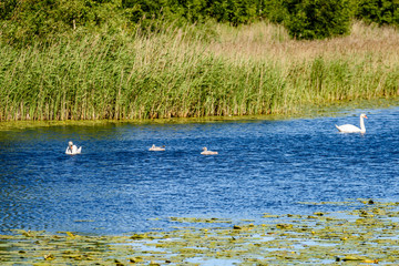 Fototapeta na wymiar Reflections in the calm lake water with water lilies and swans