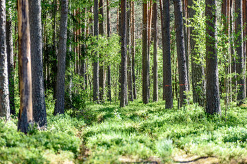 Obraz premium green forest with tree trunks in summer
