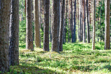 green forest with tree trunks in summer