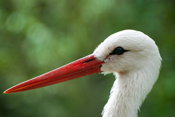 Storch kopf seitlich links