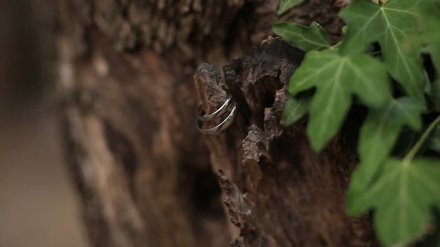 Wedding rings on a tree bark. Jewelry at the wedding.