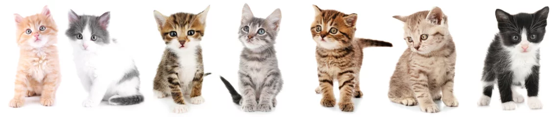 Wall murals Cat Collage of cute kittens on white background