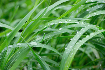 Fototapeta na wymiar Dew drops on the green grass.Nature background.Waterdrops on green leaves