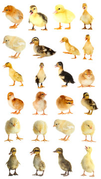 Collage of ducklings and chicks on white background