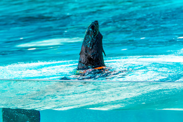 Fototapeta premium seelöwe