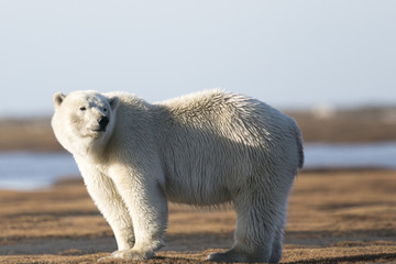 Polar Bear on Tundra