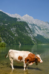 Fototapeta na wymiar Kuh am Wasser Koenigssee
