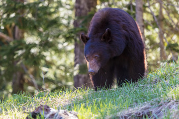 Naklejka na ściany i meble Black Bear in the Wilderness of British Columbia