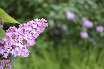Branch of lilac on blurred background
