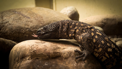 Fototapeta premium echse