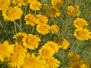 Färber-Hundskamille, Anthemis tinctoria