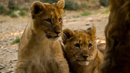 Fototapeta na wymiar zwei junge löwen 