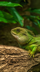 Iguan