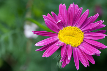 Close-up of bright colorful pink daisy on a green background.