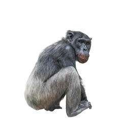 Thinking chimpanzee portrait isolated on white background