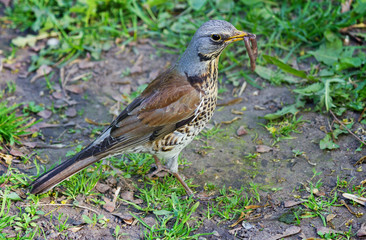 Bird of Thrush closeup with a worm in its beak