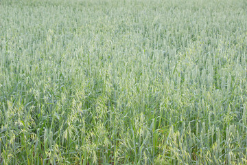 Green oat field.Green spikes,young plants.
