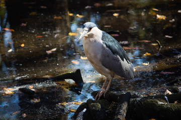 Obraz premium Bird